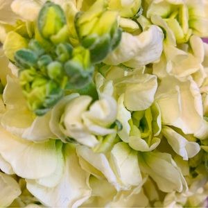 Meet your Posher, Dai